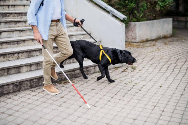Blind person walking down steps with dog and cane.