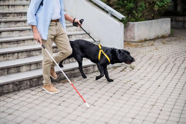 A blind man with a white cane and a guide dog walking past a flight of steps.